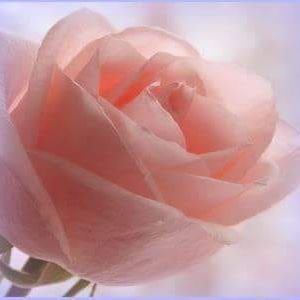 Meet your Posher, Estrella alicia